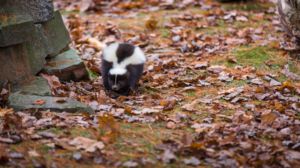 Skunk walking along forest floor