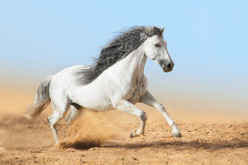 Fototapeta na wymiar White horse runs in dust