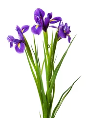 Crédence de cuisine en plexiglas Iris Fleurs d& 39 iris isolés sur blanc