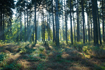 forest trees