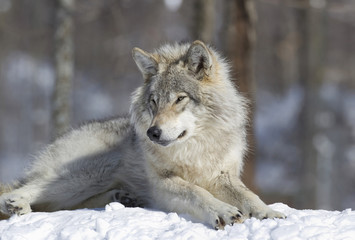 le roi