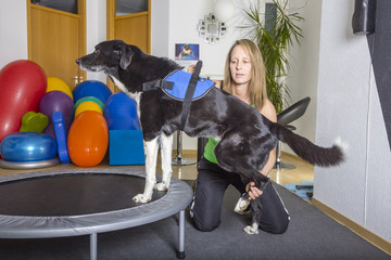 Hund Training