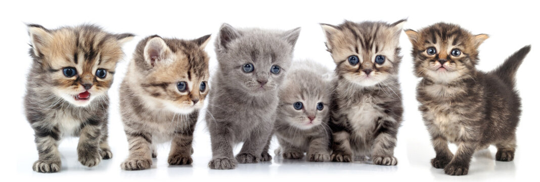 Portrait Of Large Group Of Kittens Against White Background