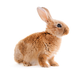 Fototapeta premium Little rabbit isolated on white