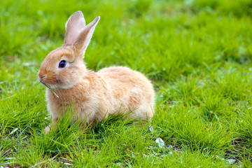 Little rabbit in grass close-up