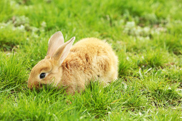 Little rabbit in grass close-up