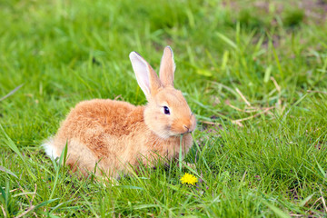 Little rabbit in grass close-up