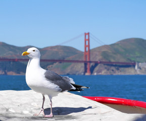 Westmöwe vor der Golden Gate Bridge