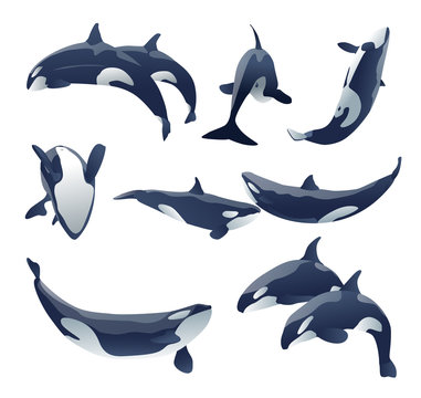shamu killer whale show vector set illustration