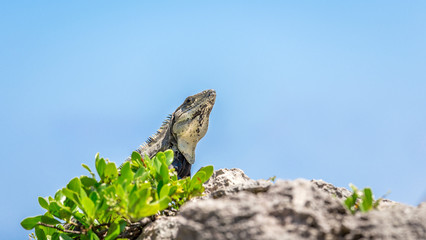 Mexican Iguana