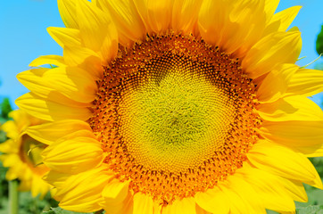 Obraz premium part of sunflower close up