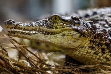 Kleines Krokodil