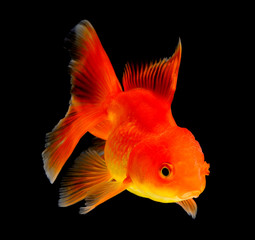 gold fish isolated on black background