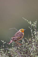 Kappieper (Macronyx capensis)