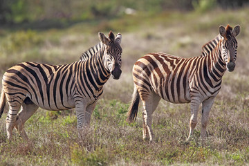 Fototapeta na wymiar Steppenzebras (Equus quagga)