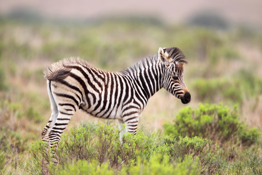Fototapeta Steppenzebra-Fohlen (Equus quagga)