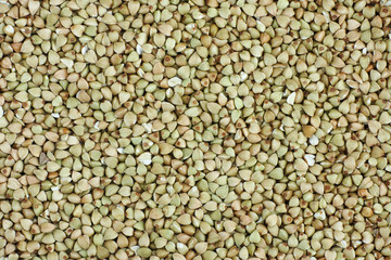 Green buckwheat