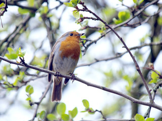 Robin