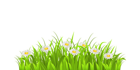 Grass and daisy on white - 81018407