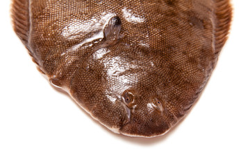Dover sole fish 