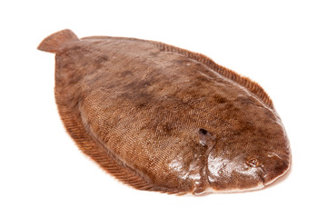 Dover sole fish whole