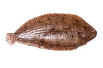 Dover sole fish whole