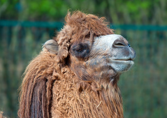 bactrian camel