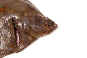 Plaice fish isolated on a white studio background.
