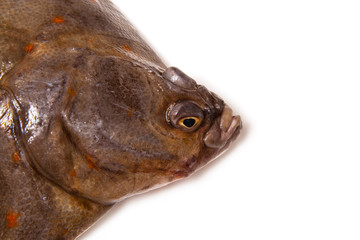 Plaice fish isolated on a white studio background.