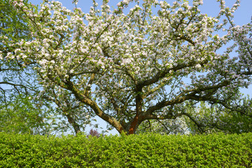 Apfelbaumblüte im Schrebergarten davor eine Hecke