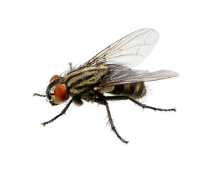 fly on a white