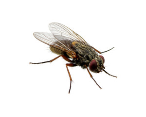 Fototapeta na wymiar fly on a white
