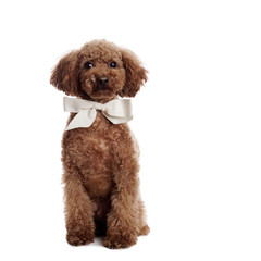 Pretty Poodle in front of white Background