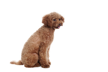 Pretty Poodle in front of white Background