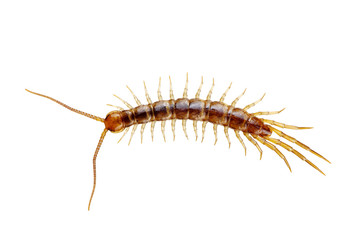 centipede