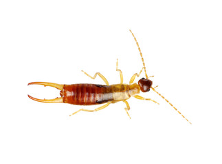 beetle