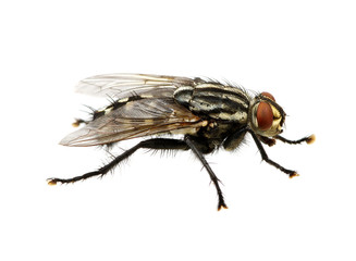 fly on a white