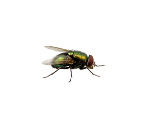 green fly