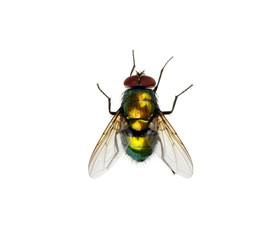 green fly