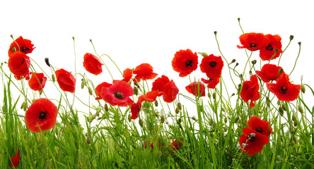 Fototapeta premium red poppy