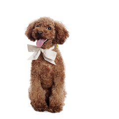 Pretty Poodle in front of white Background