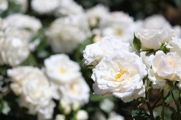 旧古河庭園のバラ　プリンスオブウェールズ（品種名は故ダイアナ元妃の英国肺病基金の活動に対し、英国女王が名付けることを許可した）
