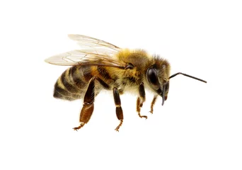 Fotobehang Bee © Alekss