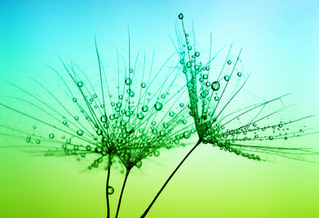 Obraz na płótnie Canvas dandelion seeds
