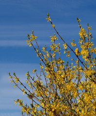Forsythia detail - bright yellow spring flowers over blue sky