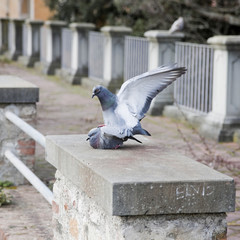 Obraz premium Love story between pigeons