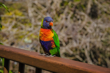 Rainbow Lorikeet, Australien