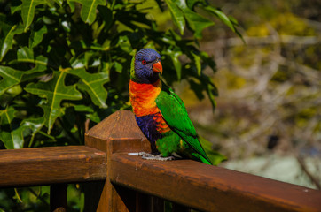 Lorikeet, Australien