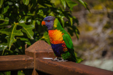 Rainbow Lorikeet auf einem Zaun