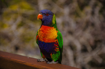 Rainbow Lorikeet im Springbrook National Park, Australien